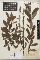 Foto von Salix mauternensis A. Kern.